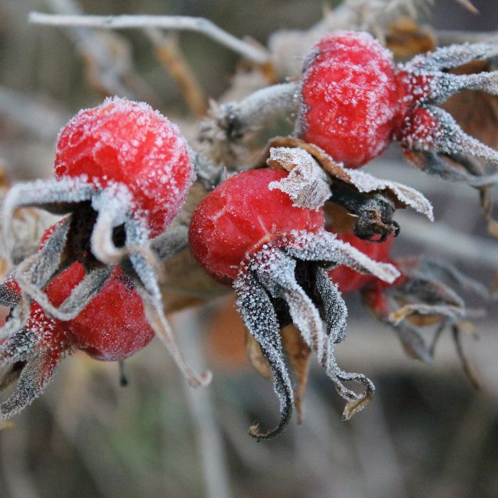 Winterschmuck: Aufregende Strukturen und Unterschlupf für Insekten